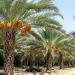 Dalaki Date palm  groves