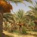 Dalaki Date palm  groves