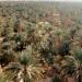 Dalaki Date palm  groves