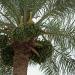 Dalaki Date palm  groves