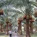 Dalaki Date palm  groves