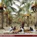 Khasht   Date palm groves - IRAN