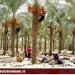 Khasht   Date palm groves - IRAN