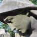 The tomb of Tadeusz Eysmont. in Warsaw city
