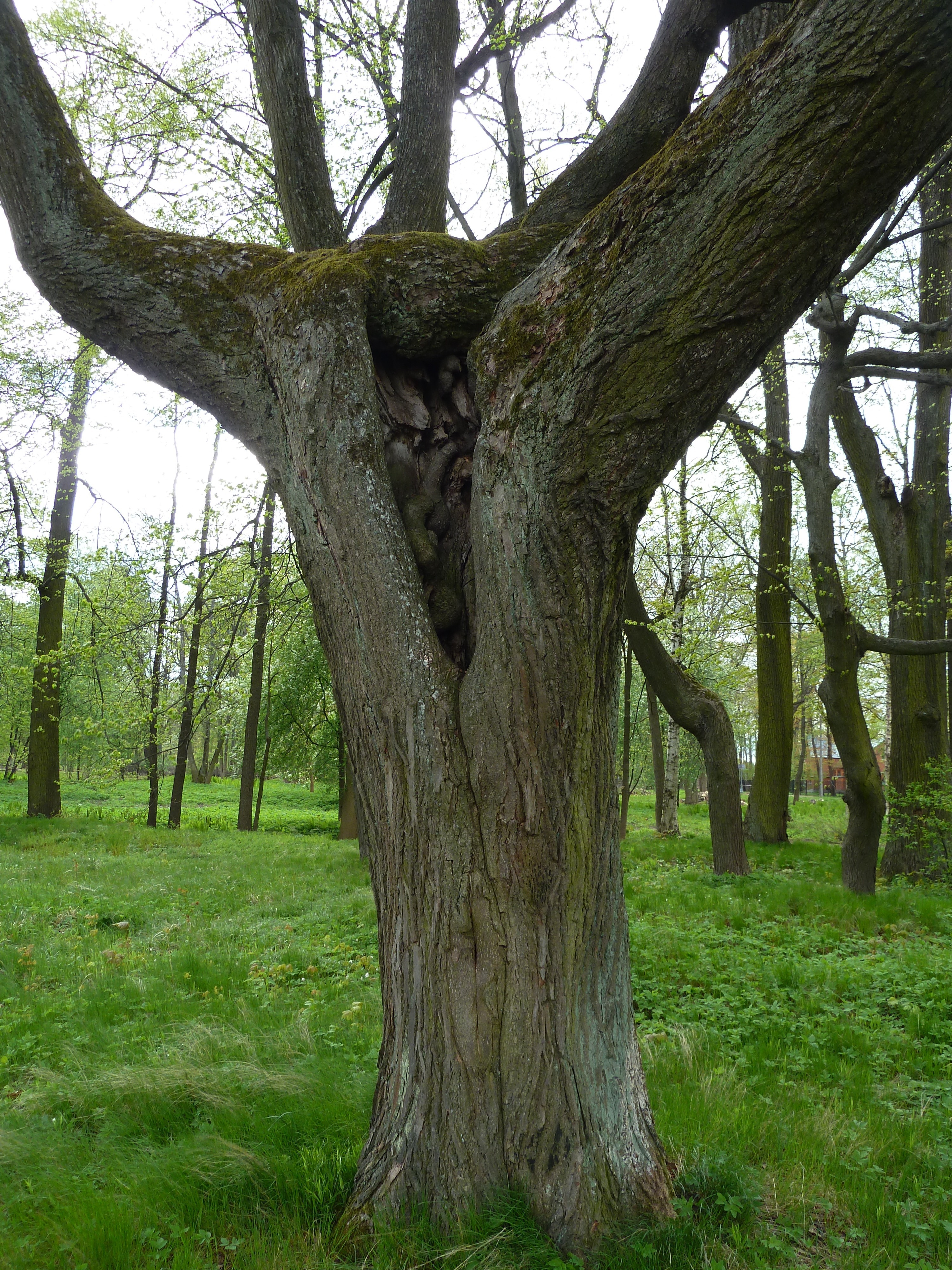 деревья в санкт петербурге