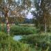 Звягинские болота в городе Пушкино