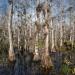 Big Cypress National Preserve