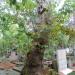 The tree on the tomb