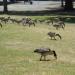 Hellyer County Park