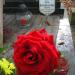 The tomb of Irena Kwiatkowska in Warsaw city