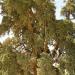 Sangan Cypress Tree (National natural monument) 4000 years ego