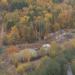 Восстановительные лесопосадки в городе Москва