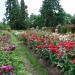 Washington Park International Rose Test Garden in Portland, Oregon city