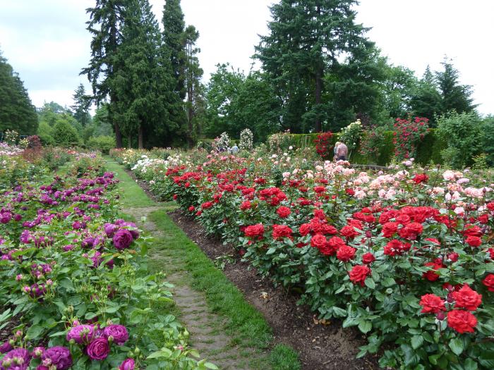 Washington Park International Rose Test Garden Portland Oregon
