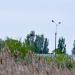 Болото в городе в городе Скадовск