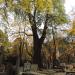 The tree in Warsaw city