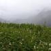 Valley of Flowers (National Park, part of Nanda Devi Biosphere)