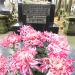 The tomb of Mieczkowski family in Warsaw city