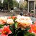 The Tomb of Elżbieta Justyna Czyżewska in Warsaw city