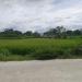 SHM 00005 Brangkal in Klaten city