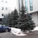 Клумба с ёлками в городе Москва