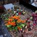 The grave of Maciej Zembaty in Warsaw city
