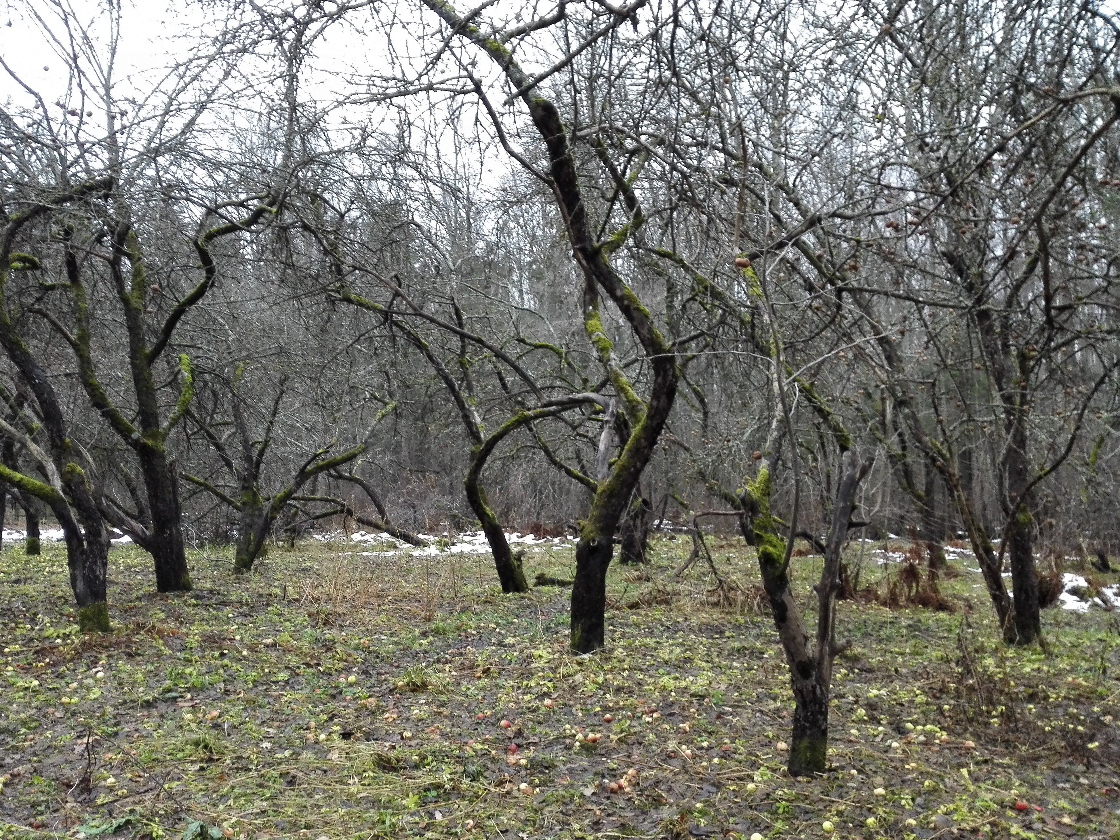 Битцевский парк заброшенный Яблоневый сад