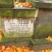 The tomb of  Helena Wiercińska in Warsaw city