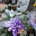 The grave of Rudolf Weigl in Warsaw city