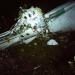 LaMia Flight 2933