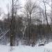 Роща в городе Череповец