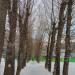 Остатки полевой лесополосы в городе Москва
