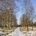 Берёзовая роща в городе Ям-Ижора