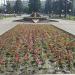Клумба в городе Енакиево