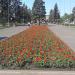 Клумба в городе Енакиево