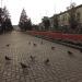Клумба в городе Енакиево
