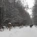 Основная часть Берёзовой аллеи в городе Москва