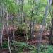 The Pristine Forest at Seongin Peak