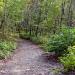 The Pristine Forest at Seongin Peak