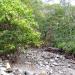 The Pristine Forest at Seongin Peak