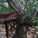 Timber Elevated Walk Way in Pyin Oo Lwin ( MayMyo ) Hill Top Town city