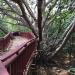 Timber Elevated Walk Way in Pyin Oo Lwin ( MayMyo ) Hill Top Town city