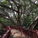 Timber Elevated Walk Way in Pyin Oo Lwin ( MayMyo ) Hill Top Town city