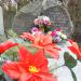 The grave of Andrzej Kwiatkowski in Warsaw city