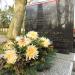 The tomb of Walerian Czuma in Warsaw city