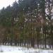 Лиственничная аллея в городе Москва