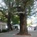 Вековно дърво in Асеновград city