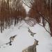Автомобильный мост в городе Барнаул