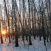 Березовая роща в городе Москва