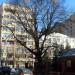 Старинный дуб в городе Москва